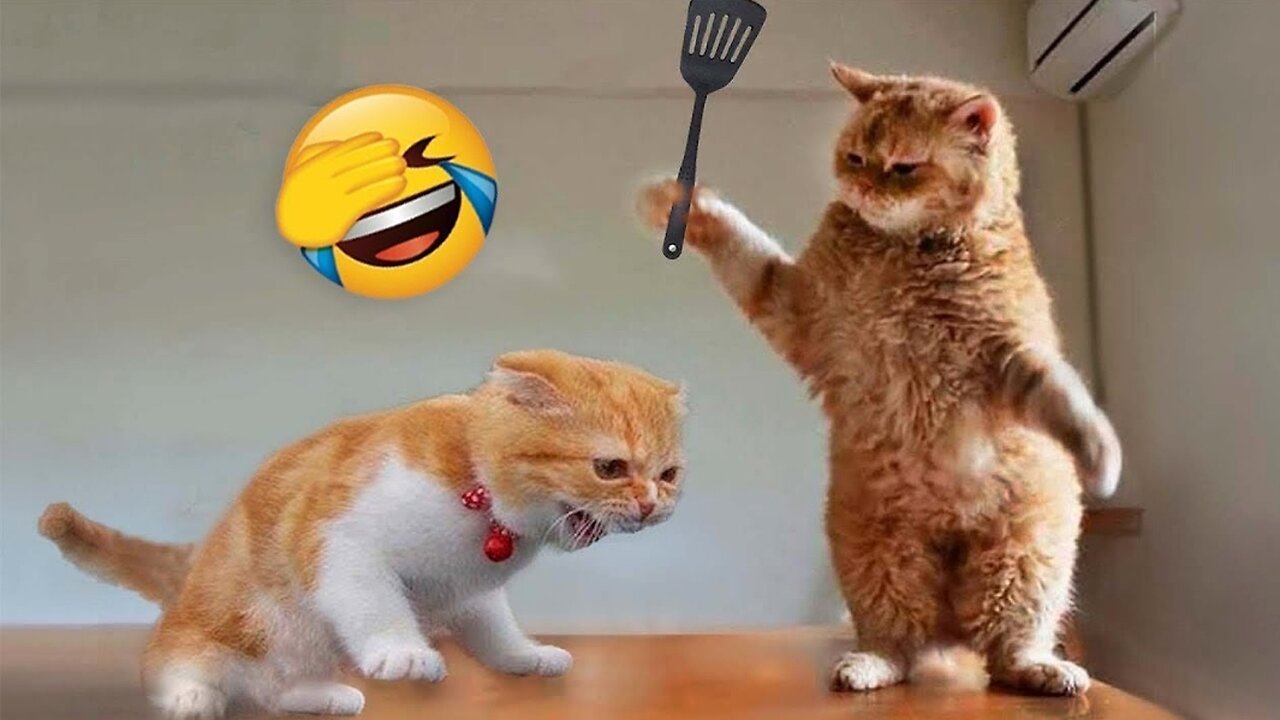 nniest Animals 2023 😂 Funny Cats and Dogs Videos 😺🐶