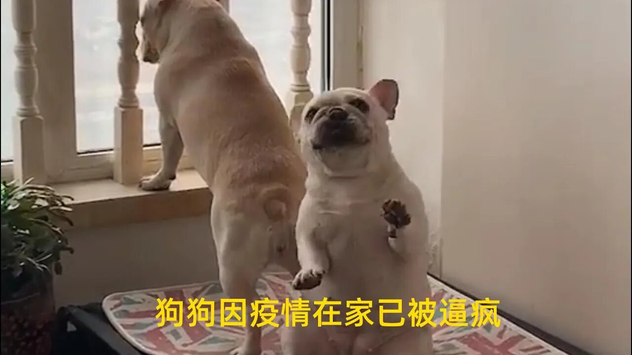狗狗因疫情在家已被逼疯,内心极度渴望自由,解封后跑出六亲不认的步伐