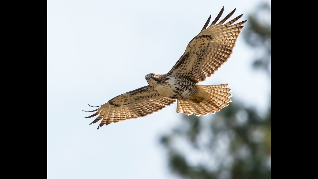 The moment a falcon attacks a fish