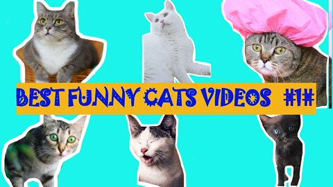 FUNNY CUT CATS FIRST COMPILATION #1#