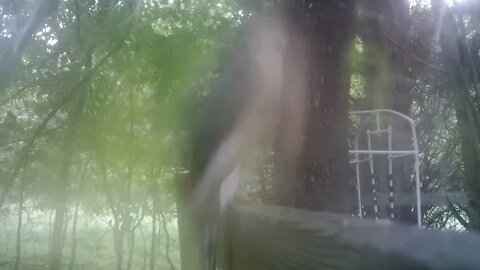 Close up Hawk on the prowl