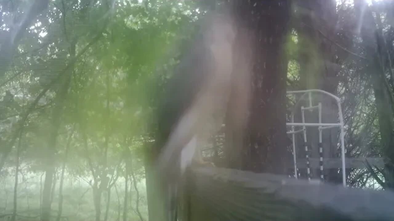 Close up Hawk on the prowl