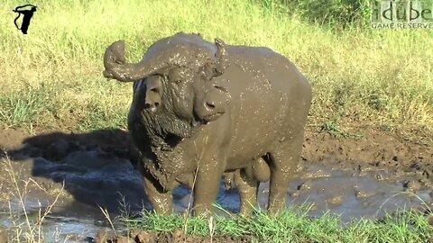 Glorious Mud!