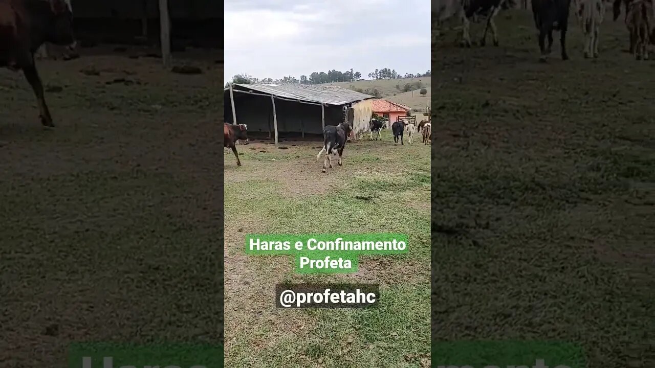 E só chamar que os bois vem tudo, comida no cocho. #shorts