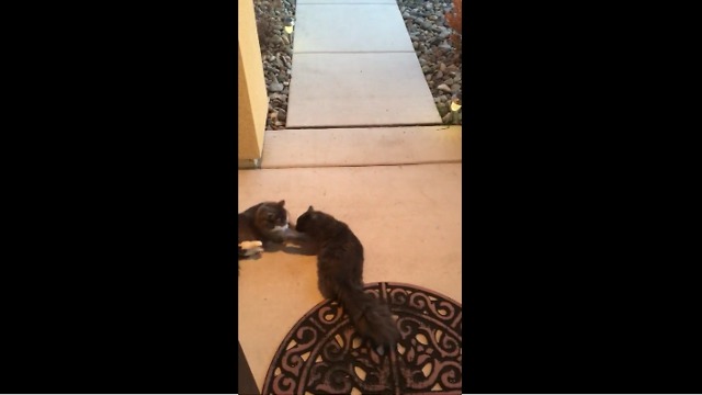 Weirdo cats love to roll around on concrete