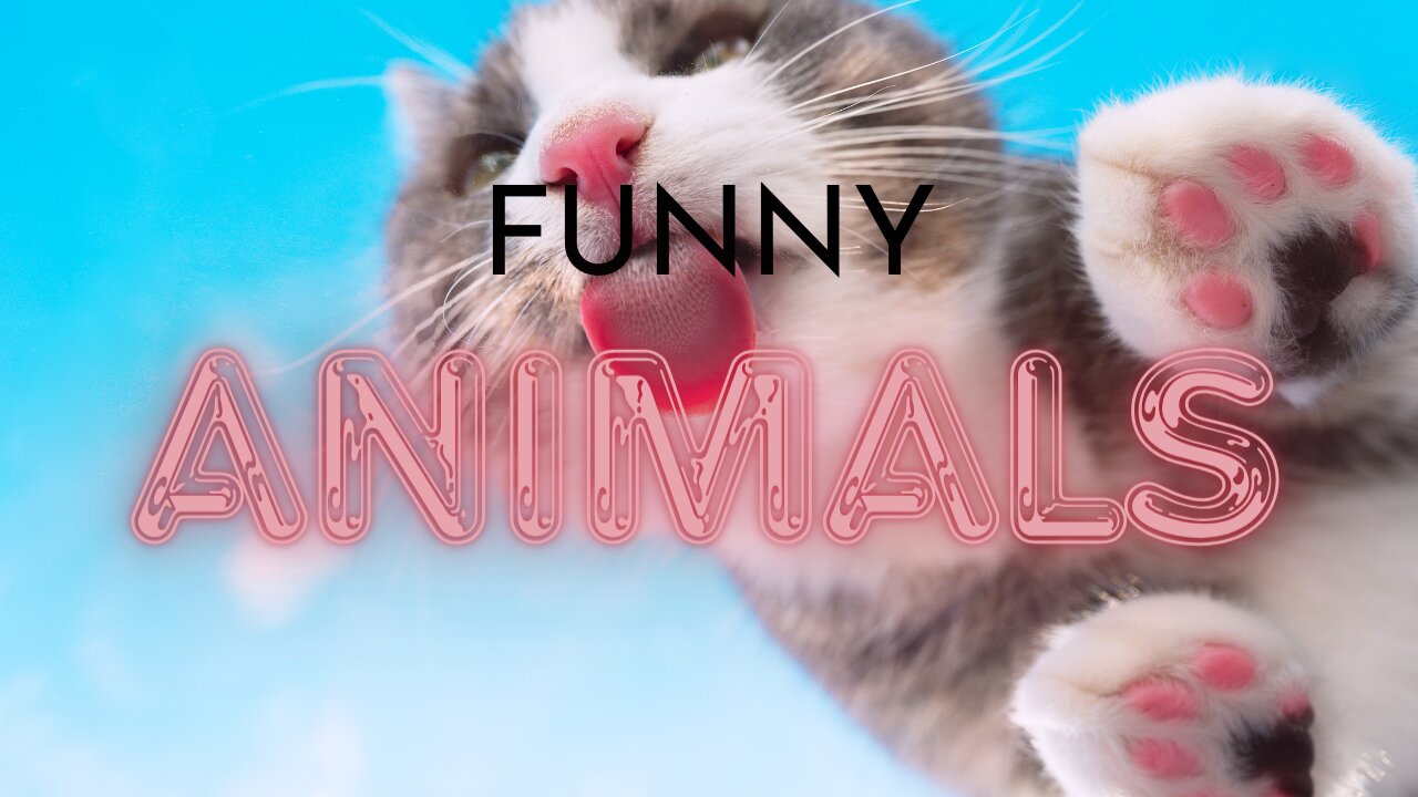 Funny Animal Videos