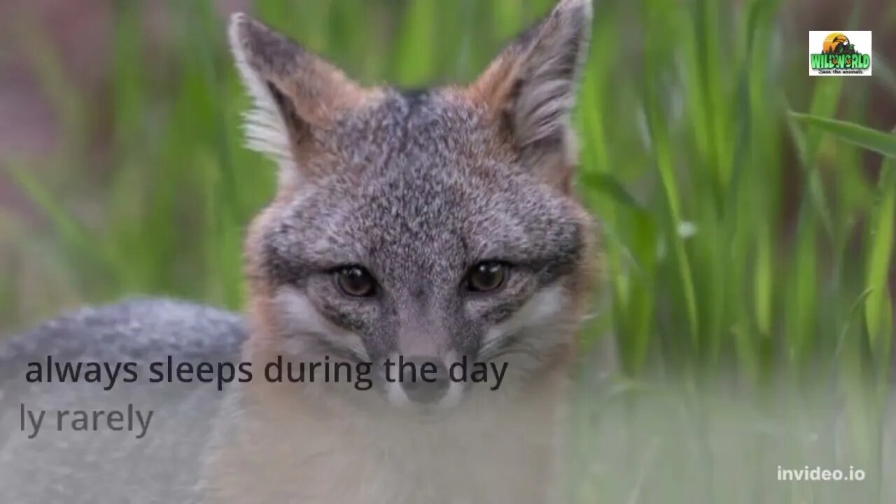 gray fox facts