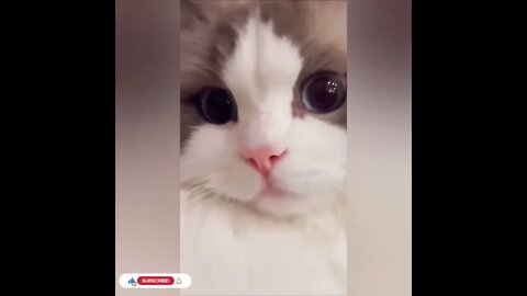 cute cat videos 😹 funny videos 😂1051