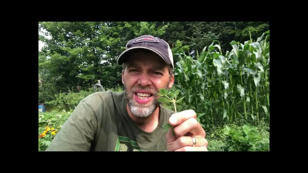 INVASIVE FOOD IN OUR GARDEN!! WHO KNEW?!?