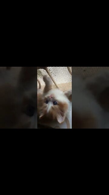 #shorts #youtubeshorts #cutecat #persiancats #cookie 😺