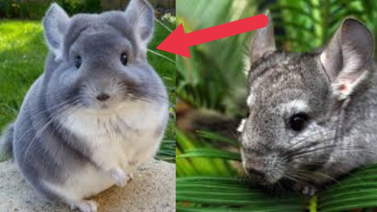 Cute Chinchillas