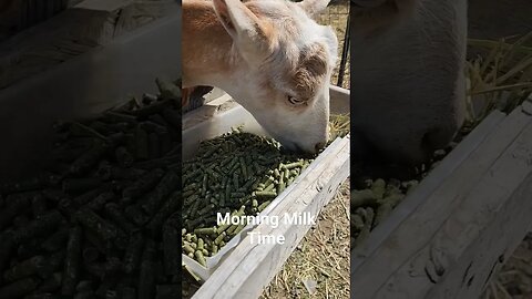 #dairygoats #goats #goatmilk #handmilking #farmchores #farmlife #homesteading #shorts