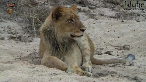 Daughters Of The Mapogo Lions - Rebuilding The Othawa Pride - 69: Adult And Subs Together