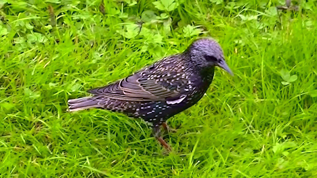 IECV NV #733 - 👀 European Starlings Eating Nut Bread 10-24-2018