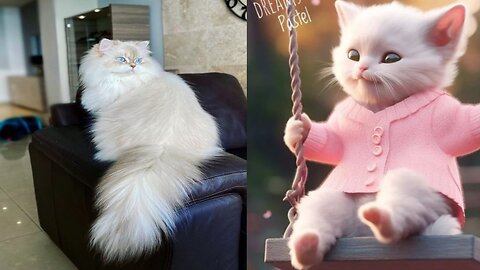 Which cat is best?