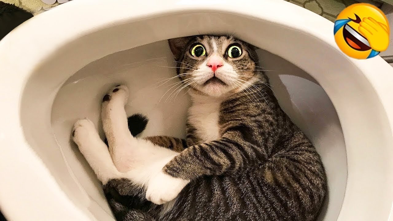 1 Hour 😹 Toilet Cat VS Cameraman Dog 😅 Cat Memes: Trending Funny Animals😹