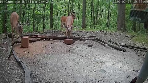 Busy night at deer cam 2 7 7 20