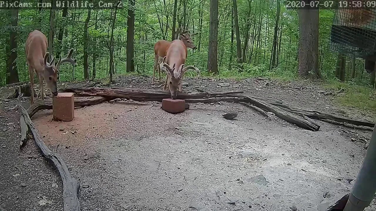 Busy night at deer cam 2 7 7 20