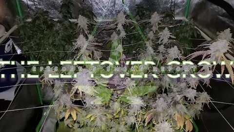 The Leftover Grow ep.5 Smoke Report #GEEKLIGHT #420 #MAC1 #ROYALKUSH #SOUTHBAYGENETICS 🧢👑❄🔥🔨💨