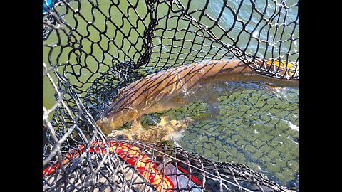 Live Bait Rigging