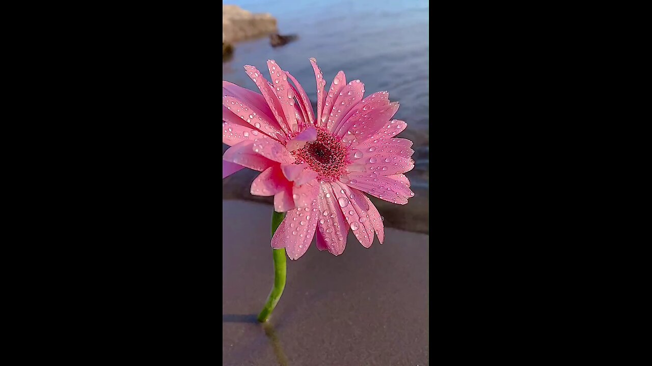 #Flower