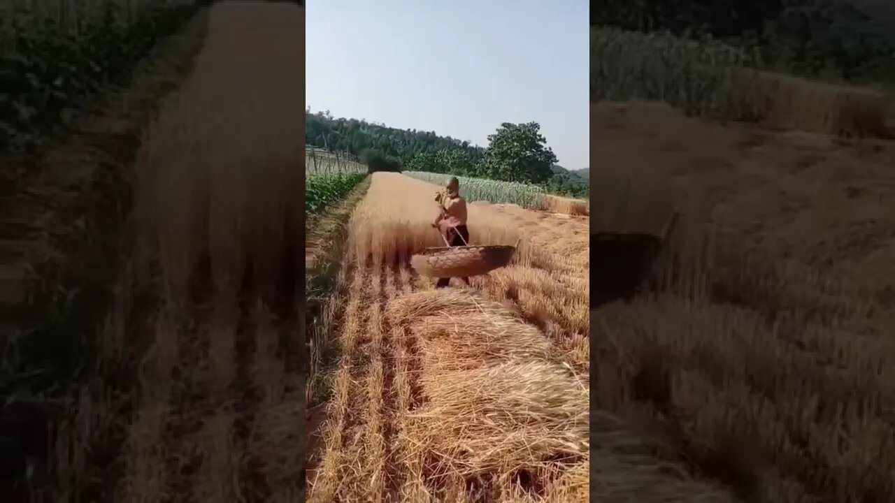 Wheat harvest in a strange way