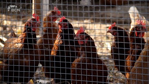 Backyard Hens Presentation - September 8, 2022