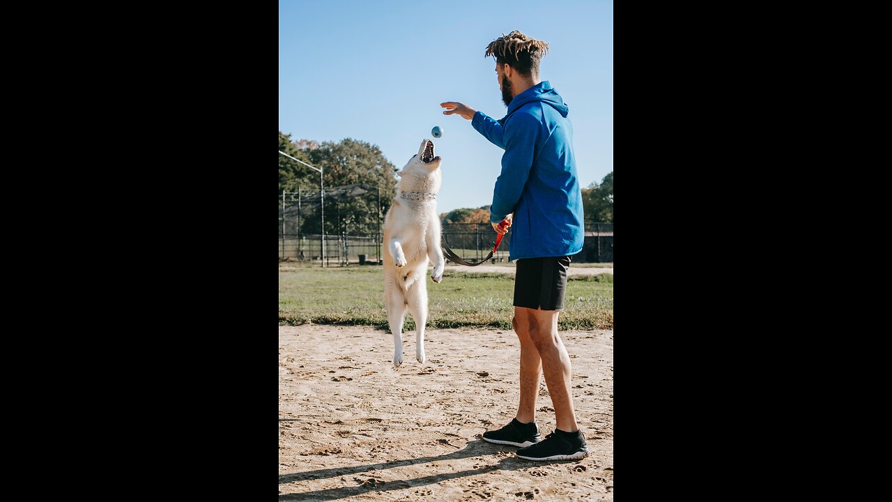 Training Dog to attack