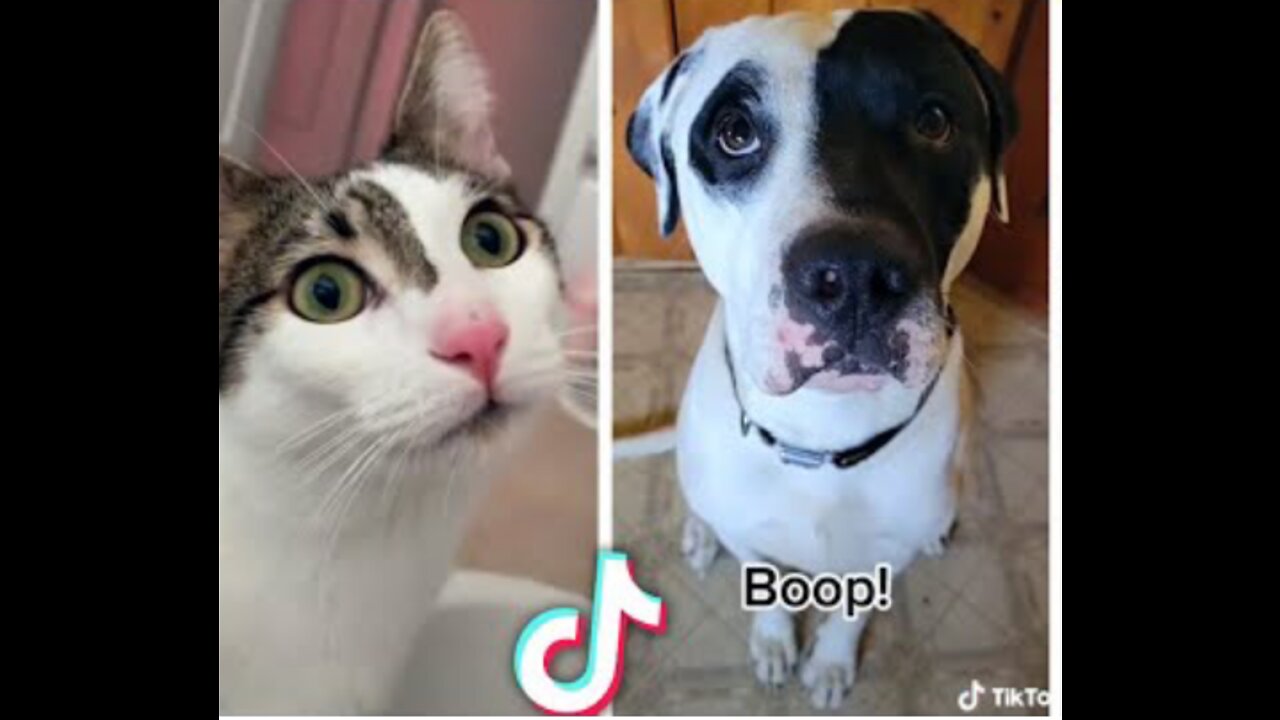 Dog and cat very funny movements trending video