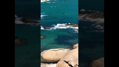 Surfer Boys Lineup For A Wave #shorts