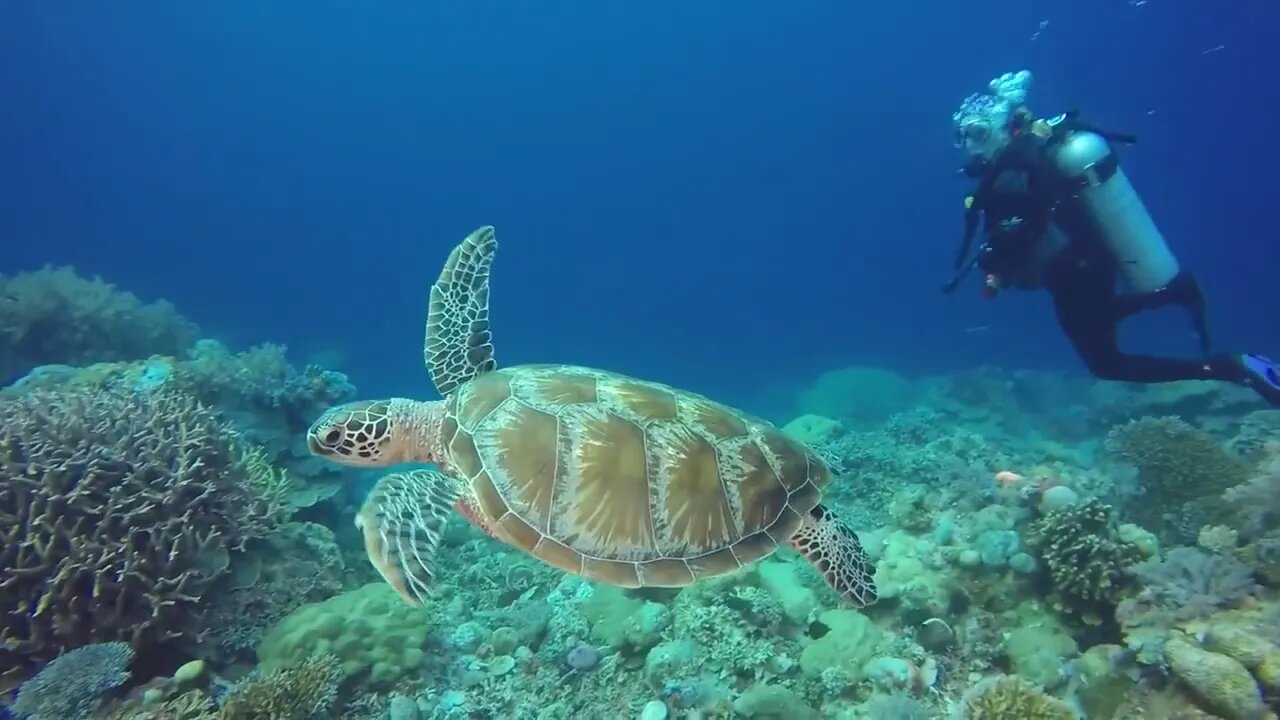 Go Pro Underwater Snorkeling with jellyfish, Jellyfish Lake, Palau, Caroline Islands, Micronesia, P