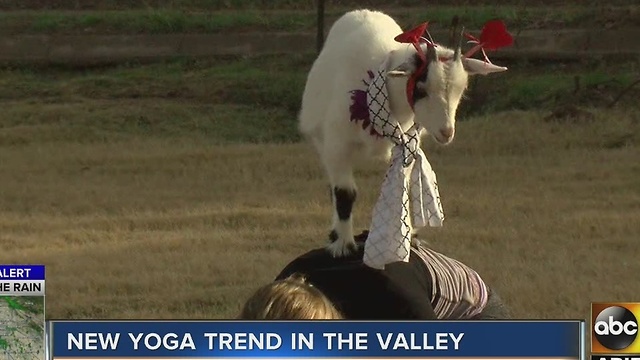 Goats on your back for yoga? It's in the Valley!