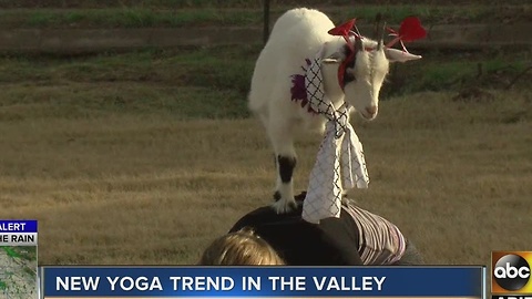 Goats on your back for yoga? It's in the Valley!