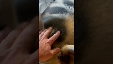 The pigs on the hill #pig #farm #homestead #moelarryandcurly