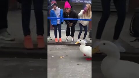 Marathon is my dream 🦆