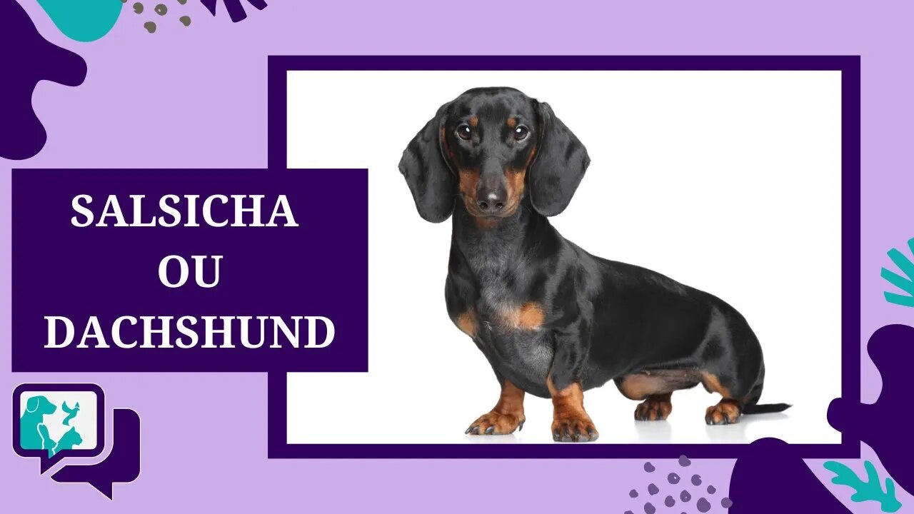 SALSICHA OU DACHSHUND: TUDO SOBRE A RAÇA