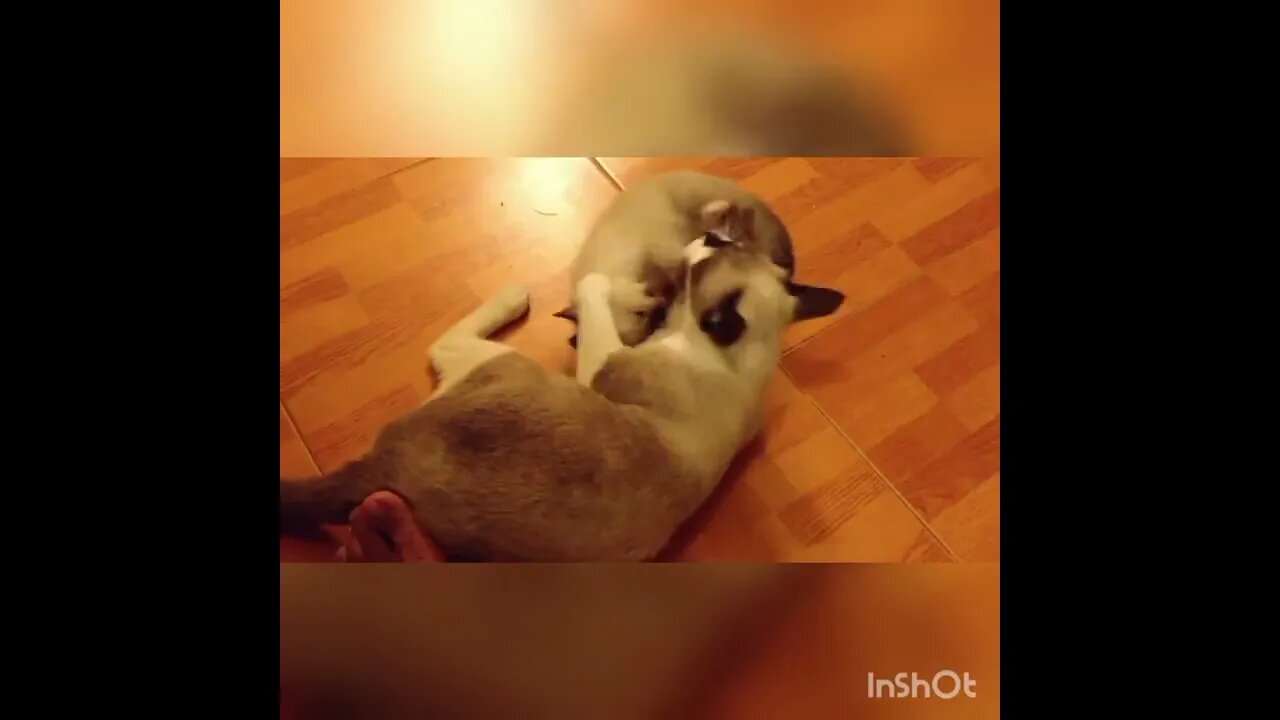 Pet Animals