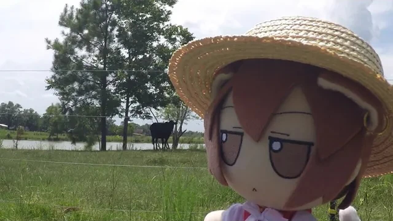 Cow fumo