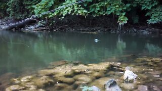 Bluegill Fishing in a Small Pond #shorts #fishing