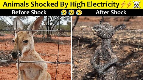 Electrical Schock Will Not Be Merciful To Any Animals