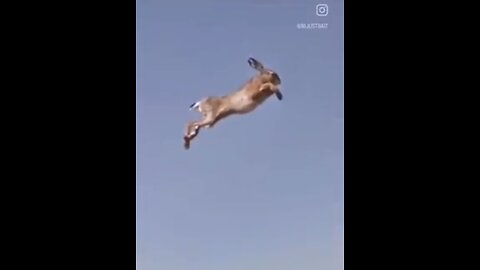 Flying Rabbits???