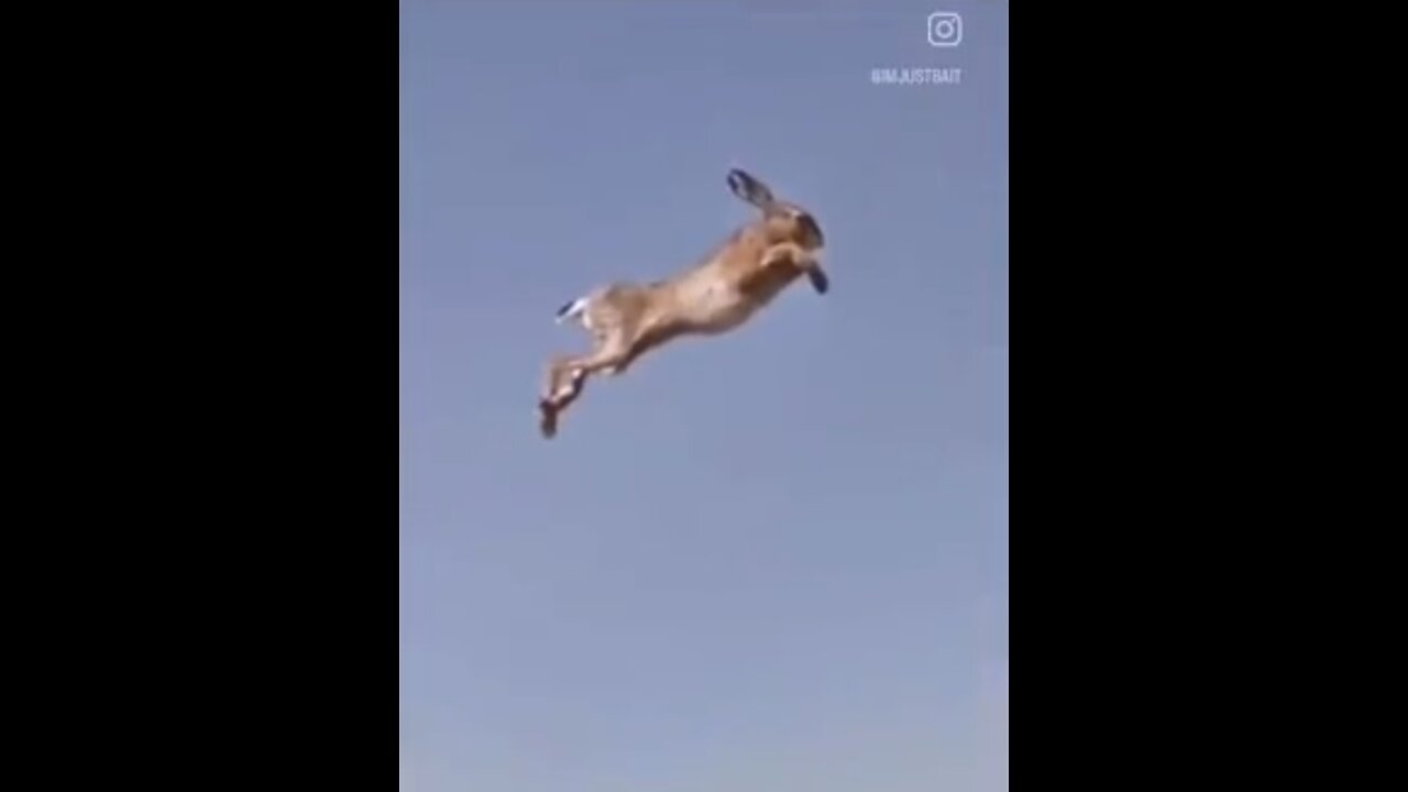 Flying Rabbits???