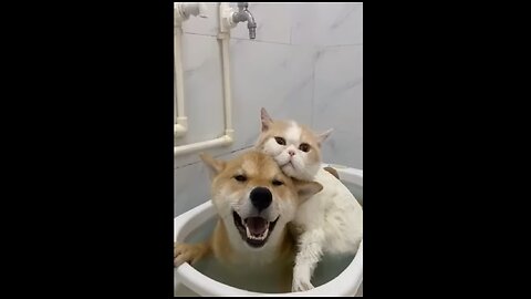 Funniest Animal Videos Compilation -Try Not To Laugh-
