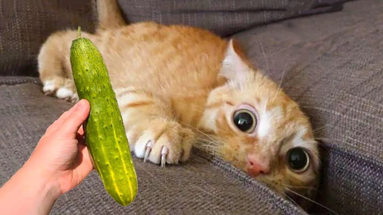 Funny pets
