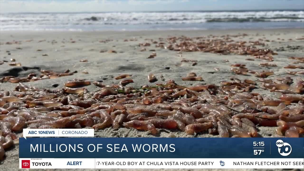 Millions of sea worms wash ashore in Coronado