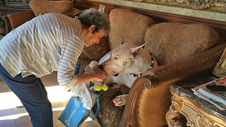 Max the Deaf Great Dane enjoys Squeaky Toy