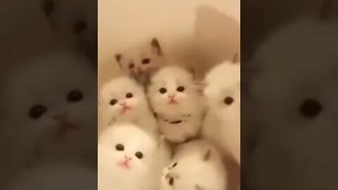 cute cat videos 😹 funny videos 😂 621 😻
