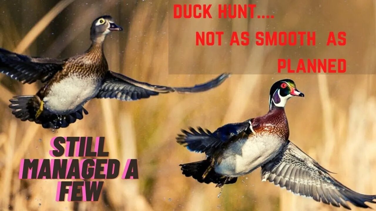 Duck Hunt (a little frustrating)