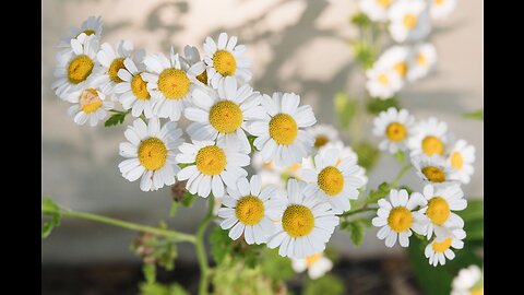 Chamomile Flowers (Matricaria recutita)