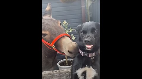 Funny animal videos